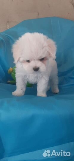 Мальтезе девочка документы РКФ