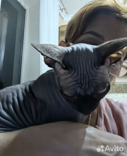 Канадский сфинкс