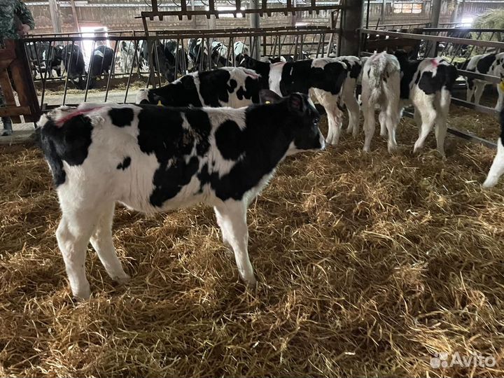 Бычки от месяца