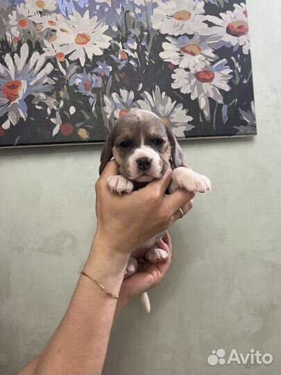 Щенки бигль