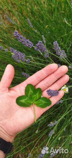 Амулет на удачу клевер четырёх и пятилистный