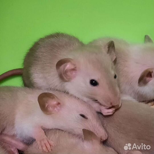Крысята Дамбо крысы. Корма, наполнитель, клетки