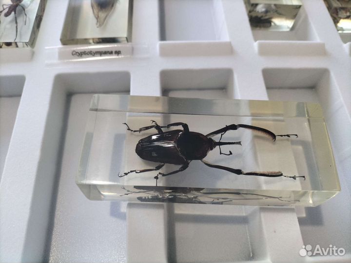 Насекомые и их знакомые коллекция