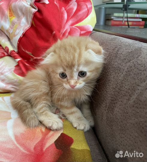 Вслоухая рыжая кошечка