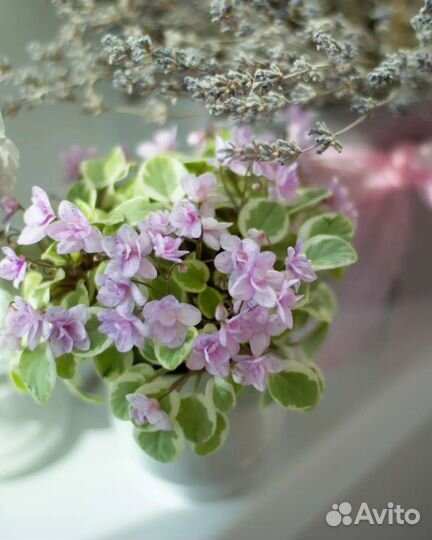 Сортовые фиалки мини/полумини фиалки