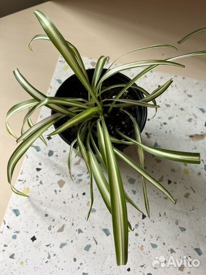 Комнатные цветы разные. Для дома, балкона, клумбы