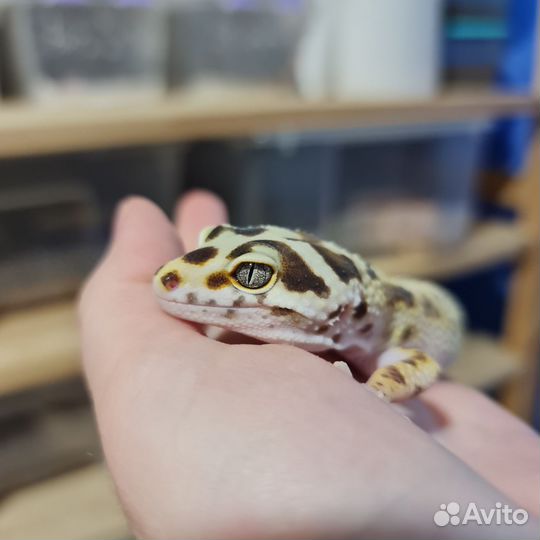 Пятнистый эублефар самец взрослый