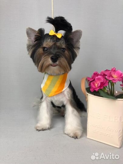 Бивер микро йорк для вязки