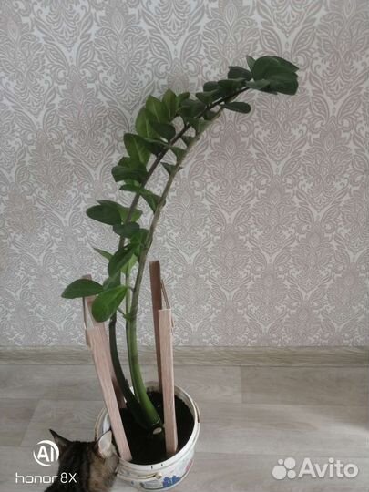 Замиокулькас - Денежное дерево, офисный цветок