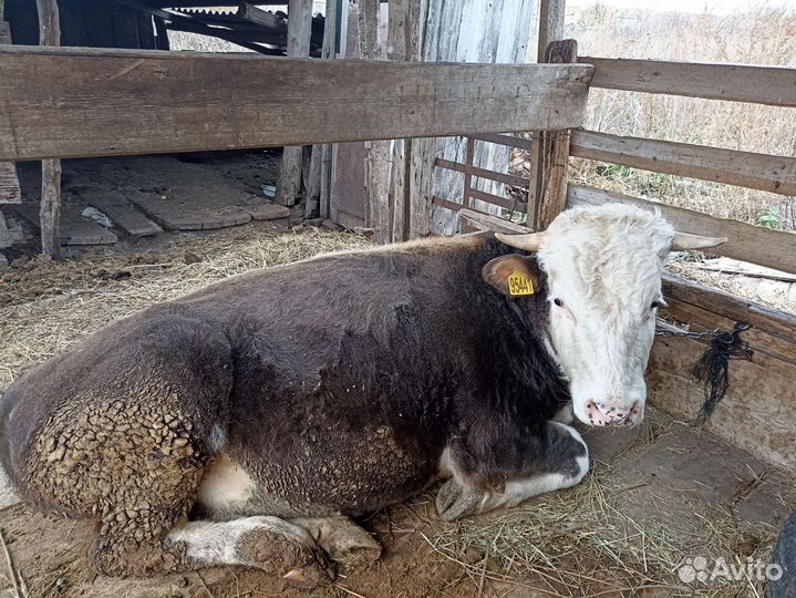 Коровы быки телки