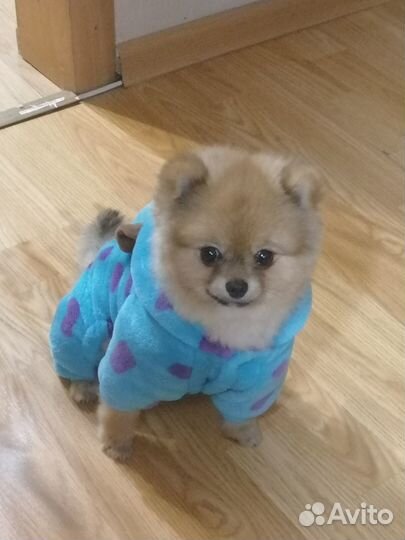 Померанский шпиц мини вязка