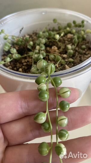 Крестовник Роули вариегатный