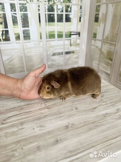 Морские свинки