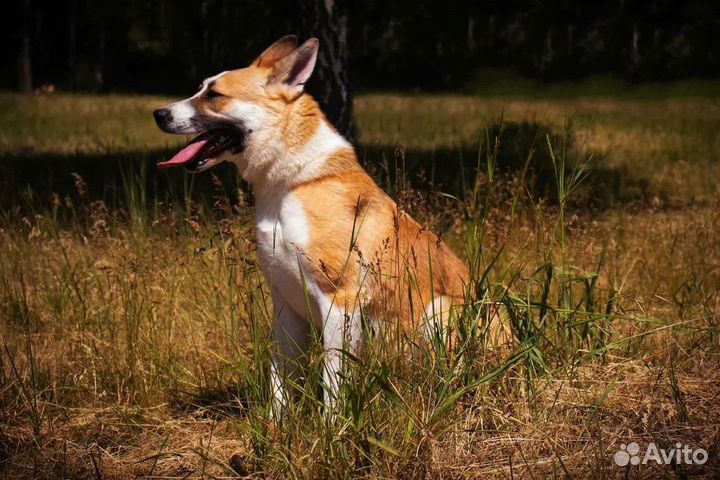 Спасите Плюшку из приюта