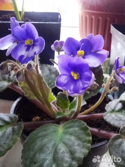 Листья сортовых фиалок, укорененные набор