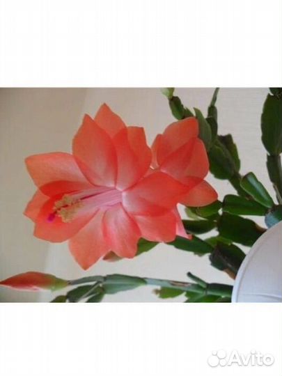 Декабрист шлюмбергера