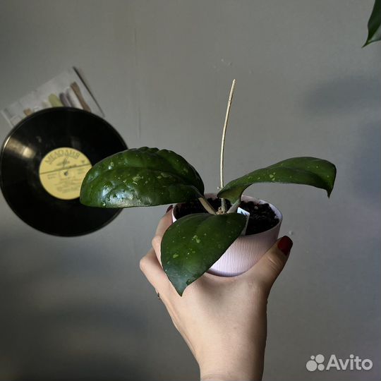 Хойя 2 сорта