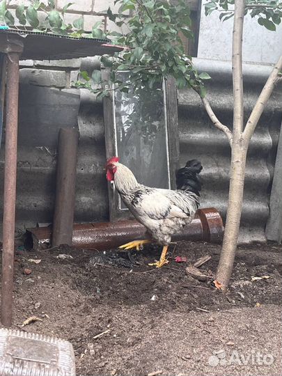 Домашние петухи