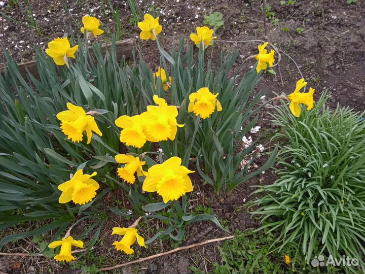 Нарциссы