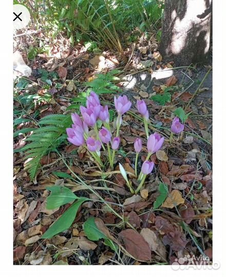 Луковицы безвременника осеннего - Колхикум