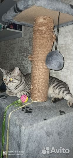 Котики в добрые руки
