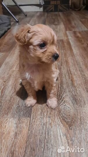 Йоркширский терьер