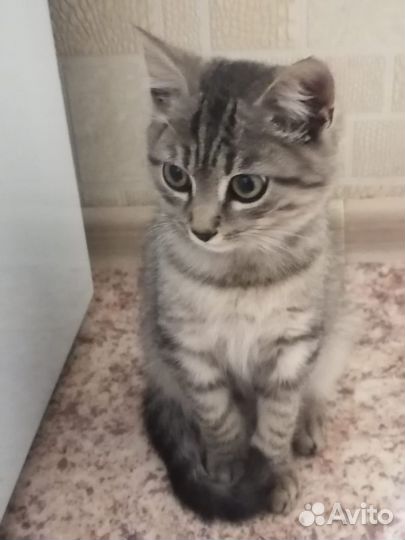 Котик в поисках дома