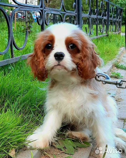 Кавалер кинг чарльз спаниель