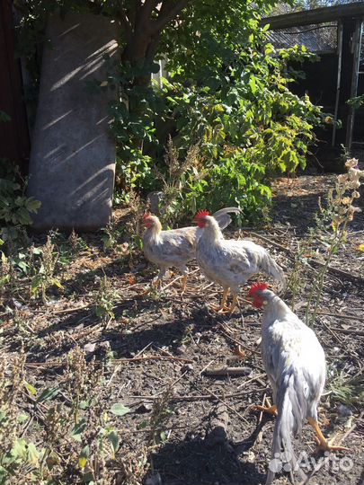 Легорн изабелла