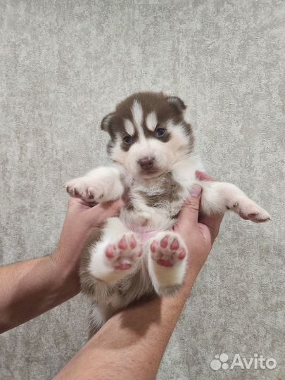 Щенки сибирской Хаски