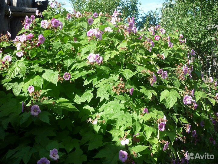 Малиноклен и другие многолетние