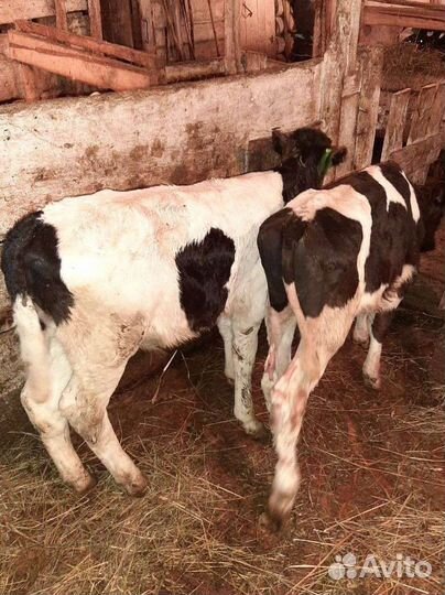 Бычки и телята