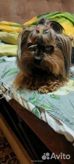 Йоркширский терьер мини вязка