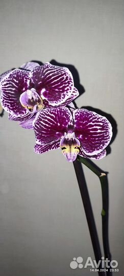 Орхидея фаленопсис