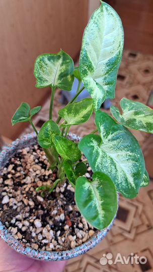 Сингониум Pixie (пикси )