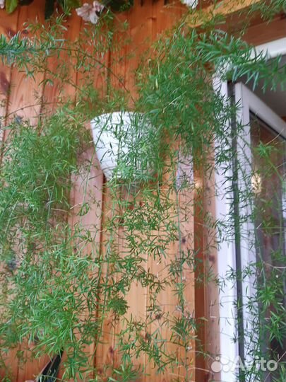 Аспарагус в горшке