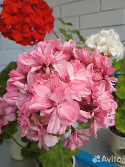 Герани Разные сорта