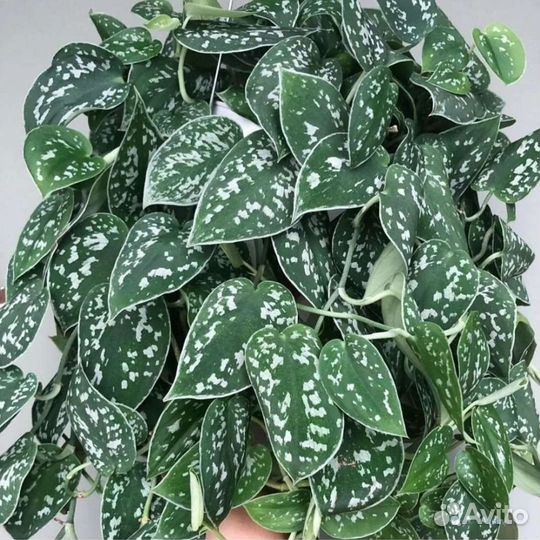 Эпипремнум (сциндапсус)