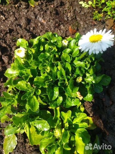 Маргаритки