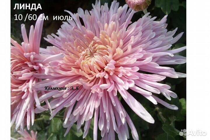 Хризантемы садовые, 8 кв. Доставка. Почтой