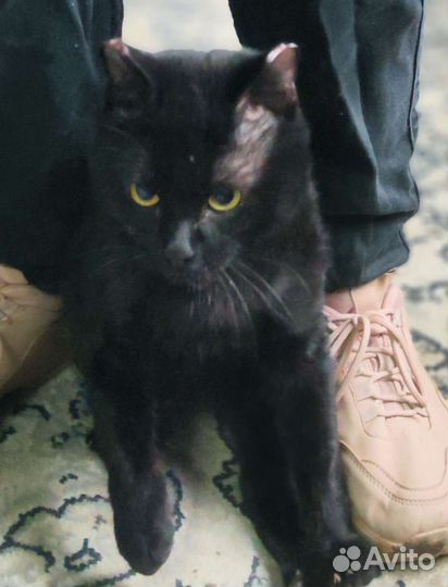 Кот в добрые руки