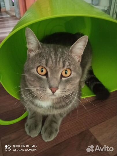 Кот Василий