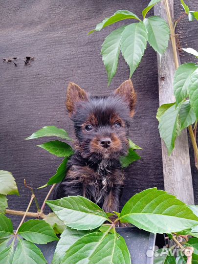 Мини мальчик йорк