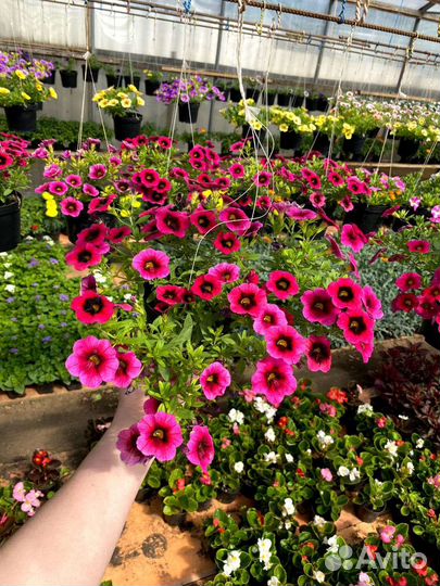 Цветы для сада и лоджий