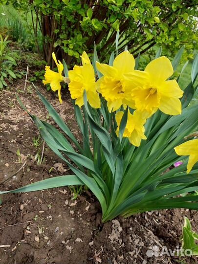 Луковицы нарциссов