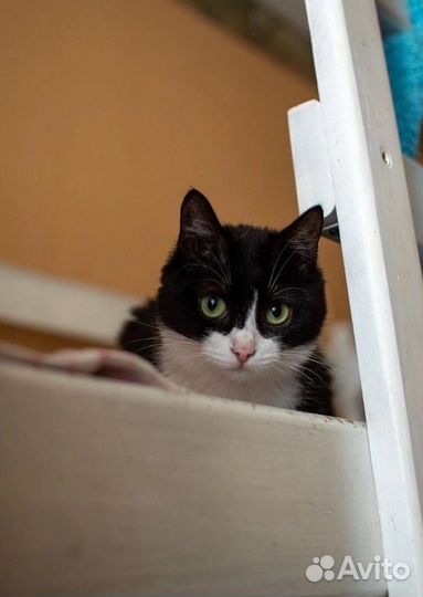 Робкая, милая и забавная кошечка Баффи