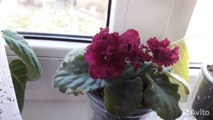 Фиалки Сортовые