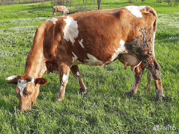 Продаю корову