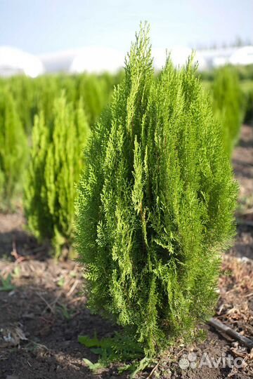 Саженцы восточной туи