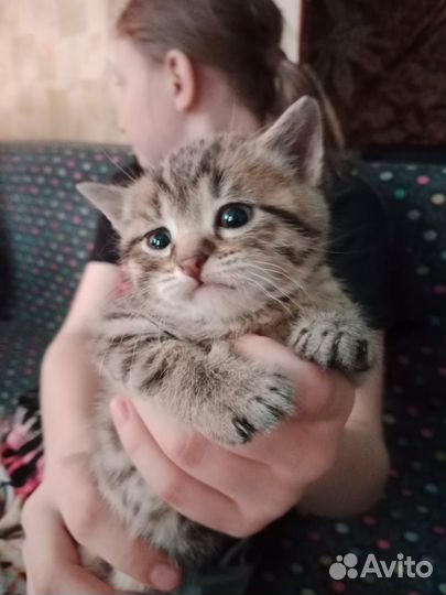 Котята в добрые руки даром